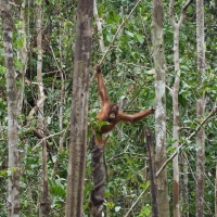 Juvenile swinging through the trees
