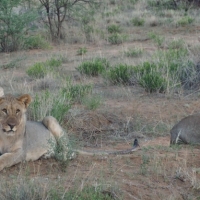 lions